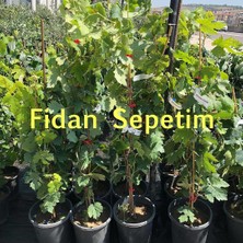 Fidan Sepetim 2 Yaş Çavuş Üzüm Fidanı