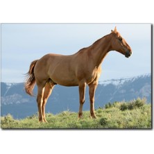 La Vita E Bella Atlar Temalı Kanvas Tablo AT-1009