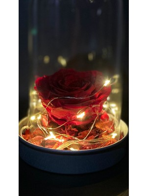 Minikkuş Tasarım LED Işıklı Solmayan Gül Teraryum