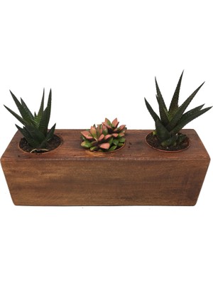 Levant Kaktüs Sukulent Aranjmanı Ahşap 3 Adet Bitkili-09