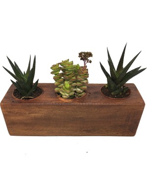 Levant Kaktüs Sukulent Aranjmanı Ahşap 3 Adet Bitkili-10