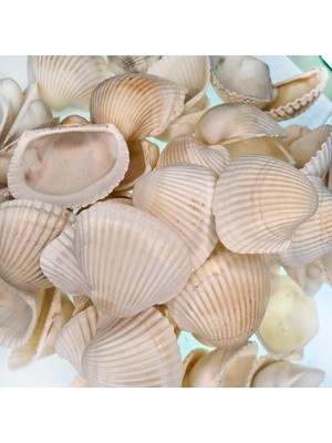 Deniz Kabuğu 500 gr Paket Arca Arca / Yerli