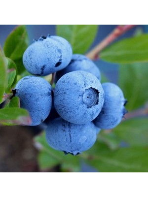 Fidan Sepetim 2 Yaş Chandler Çeşiti Yaban Mersini Fidanı