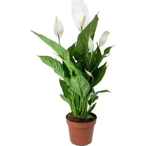 Barış Çiçeği - Spathiphyllum