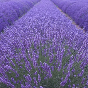 Tarım 100 Adet Lavanta Açık Kök Angustifolia Fidanı Fidesi