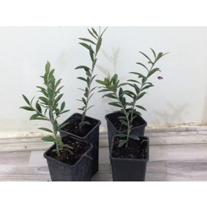 Net Tarım 1 Adet Ispanyol Arbequina Bodur Zeytin Fidanı 1 Yaşlı 30-60 cm
