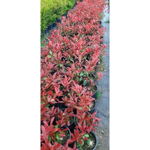 Bodur Alev Çalısı