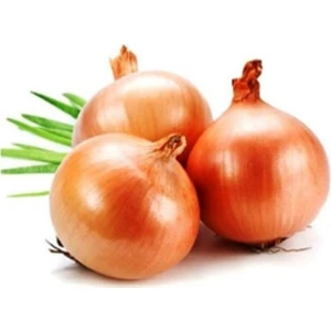 Ege Tarım Kuru Soğan Tohumu Banko