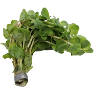 Akvaryum Bitkileri Canlı Akvaryum Bitkisi ( Rotala Rotundifolia)