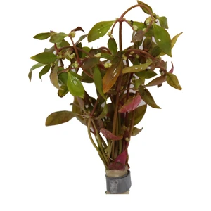 Akvaryum Bitkileri Yeşil, Pembe Tonlarında Akvaryum Canlı Dekor Bitkisi (Alternanthera Lilacina)