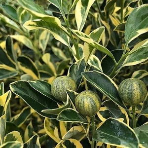 Berke Fidancılık 6 Yaş Aşılı Alacalı Calamondin Süs Mandalinası Fidanı, Saksıda