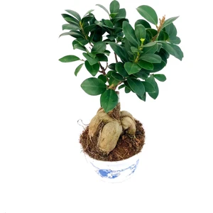 Ficus Ginseng 30 - 35 cm