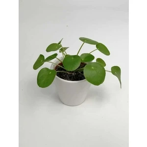 OSedyaTarım Baby Pilea