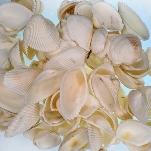 Deniz Kabuğu 500 gr Paket Arca Arca