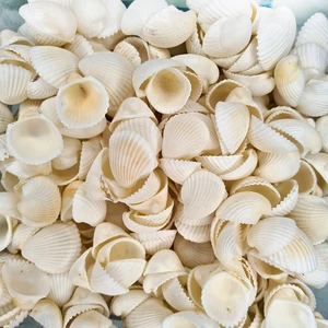 Deniz Kabuğu 500 gr Paket Clam Rose Cochles -Orta