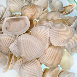 Deniz Kabuğu 500 gr Paket Arca Arca / Yerli