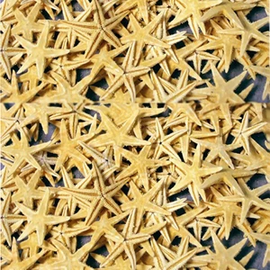 Gerçek Deniz Yıldızı 1-1.5 cm Arası -Naturel-10'lu Paket
