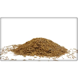 ÇİM TOHUMCULUK Çim Tohumu Tekli Karışım 1-2-3-5-10 kg ( Lolium Perenne )