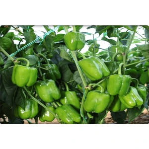 Biber Tohumu İnce Kabuk 10 gr