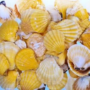 Deniz Kabuğu 500 gr Paket Vıxıllıum Orange