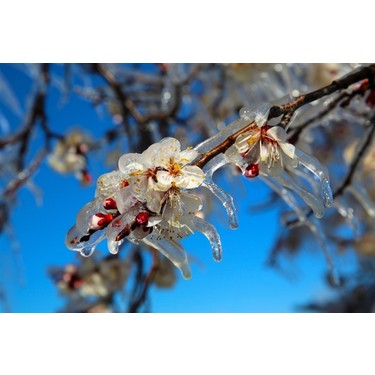 ナタネ FA/GARDENIA #070 GEM MT 10 ナタネ FA/GARDENIA ポケモン