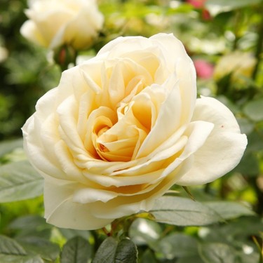 Kaleida Somon Gul Buketi Bloom And Fresh