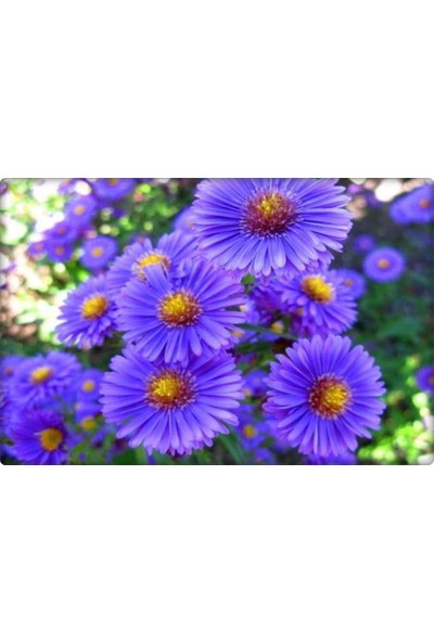 Arzuman Aster Çiçeği Tohumu (50 Adet) Farklı Renklerde