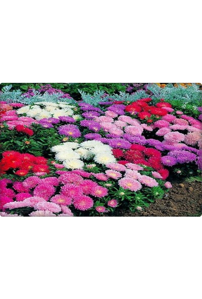 Arzuman Aster Çiçeği Tohumu (50 Adet) Farklı Renklerde