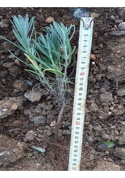 40 Adet Lavanta Açık Kök Intermedia Fidanı Fidesi modelleri