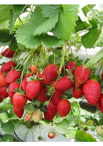 Net Tarım 1000 Adet Albion Açık Köklü Taze Frigo Yediveren Çilek Fidanı Fidesi