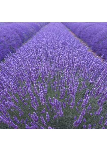 Tarım 100 Adet Lavanta Açık Kök Angustifolia Fidanı Fidesi