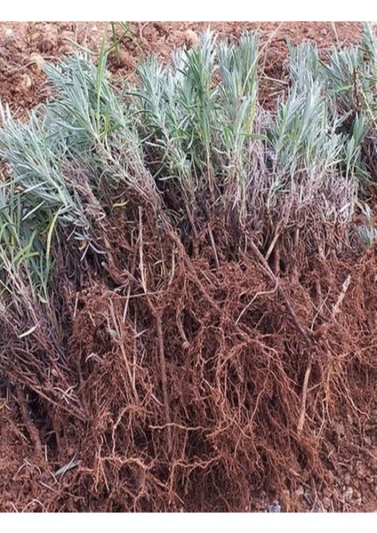 Net Tarım 25 Adet Lavanta Açık Kök Angustifolia Fidanı Fidesi