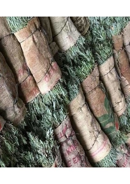 Net Tarım 25 Adet Lavanta Açık Kök Angustifolia Fidanı Fidesi