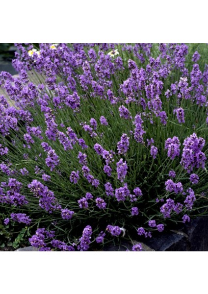 Net Tarım 25 Adet Lavanta Açık Kök Angustifolia Fidanı Fidesi