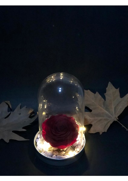 LED Işıklı Solmayan Gül Teraryum