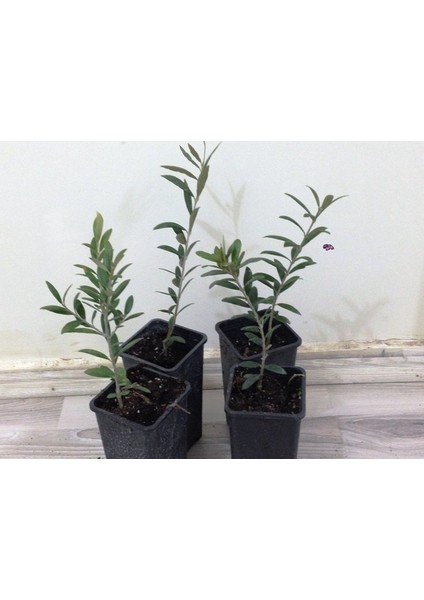 Net Tarım 1 Adet Ispanyol Arbequina Bodur Zeytin Fidanı 1 Yaşlı 30-60 cm