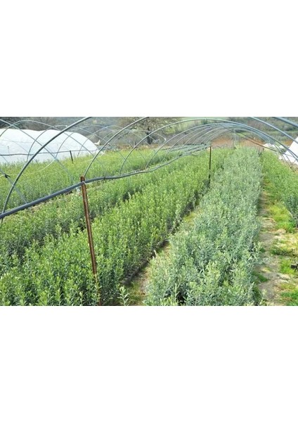 Net Tarım 1 Adet Ispanyol Arbequina Bodur Zeytin Fidanı 1 Yaşlı 30-60 cm
