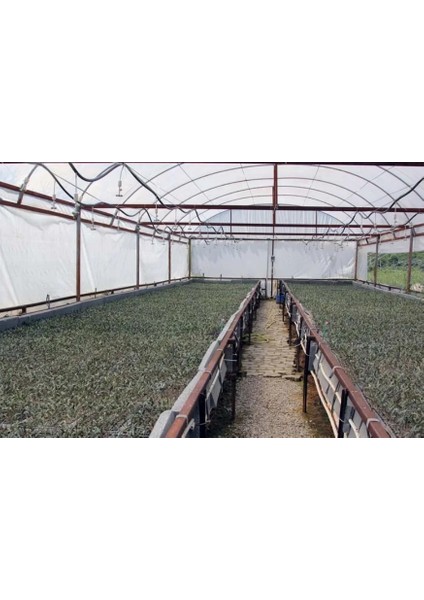 Net Tarım 1 Adet Ispanyol Arbequina Bodur Zeytin Fidanı 1 Yaşlı 30-60 cm