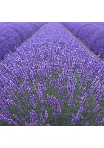 Tarım 15 Adet Lavanta Açık Kök Angustifolia Fidanı Fidesi