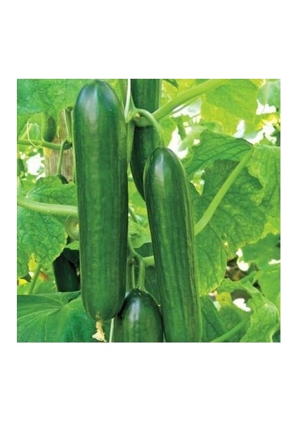 Sırık Hıyar Salatalık Tohumu fiyatları