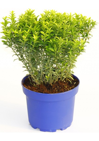 Taflan Microphyllus 5 Adet - Mavi Saksıda Hediyelik