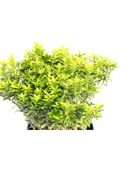 Taflan Microphyllus 5 Adet - Mavi Saksıda Hediyelik
