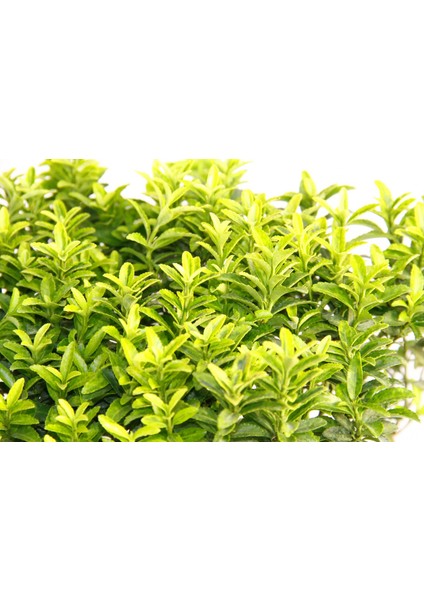 Taflan Microphyllus 5 Adet - Mavi Saksıda Hediyelik