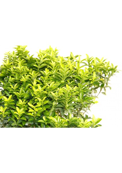 Taflan Microphyllus 5 Adet - Mavi Saksıda Hediyelik