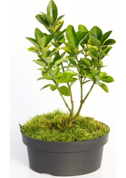 Bonsai Taflan Euonymus Japonica