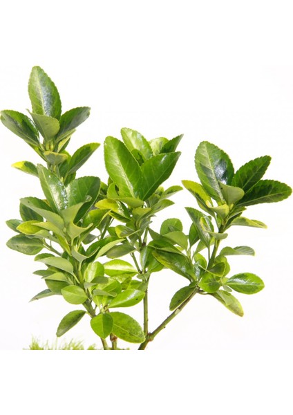 Bonsai Taflan Euonymus Japonica