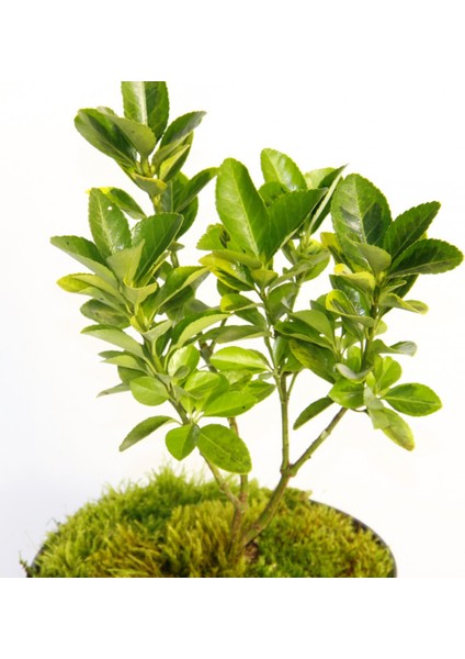 Bonsai Taflan Euonymus Japonica