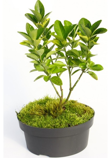 Bonsai Taflan Euonymus Japonica