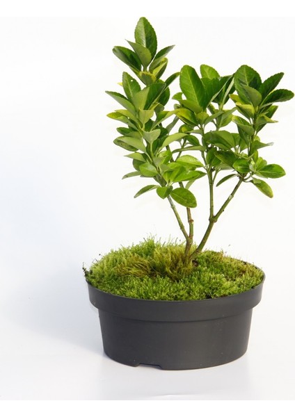 Bonsai Taflan Euonymus Japonica