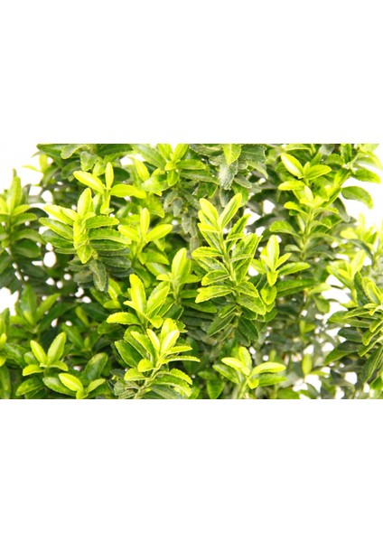 Taflan Microphyllus 3 Adet - Yeşil Saksıda Hediyelik